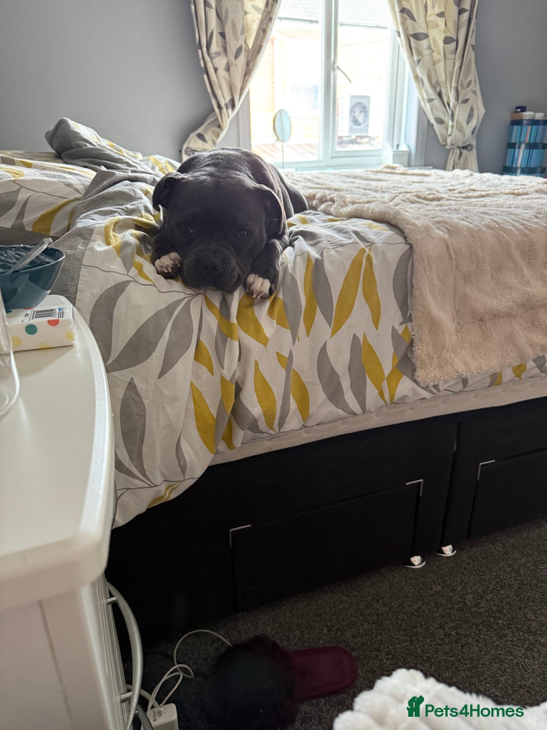 Staffordshire Bull Terrier dogs for sale: Staffordshire bull terrier kc reg  - Advert 9