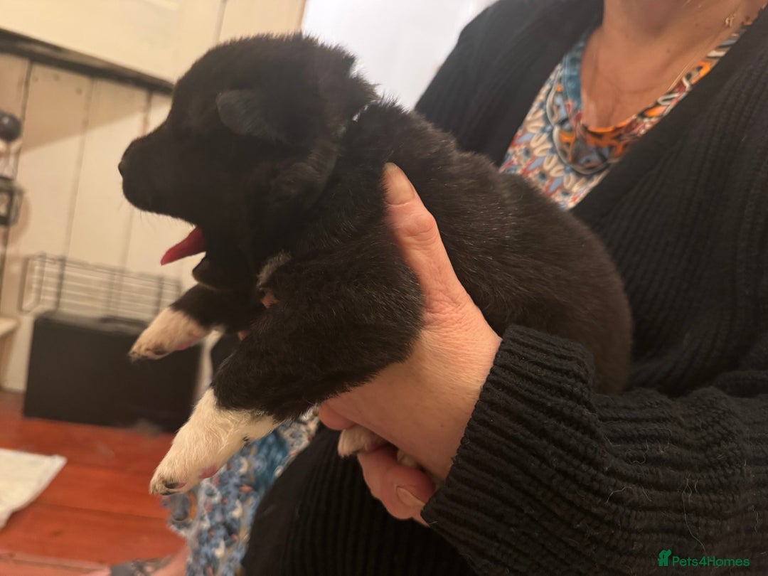 Akita dogs for sale: Black Mask American Akita Puppies - Advert 16