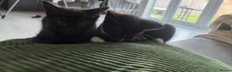 Mixed Breed cats for sale: 8 happy healthy kittens - Advert 6