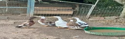 Ducks poultry for sale: Running Duck Drakes - Advert 4