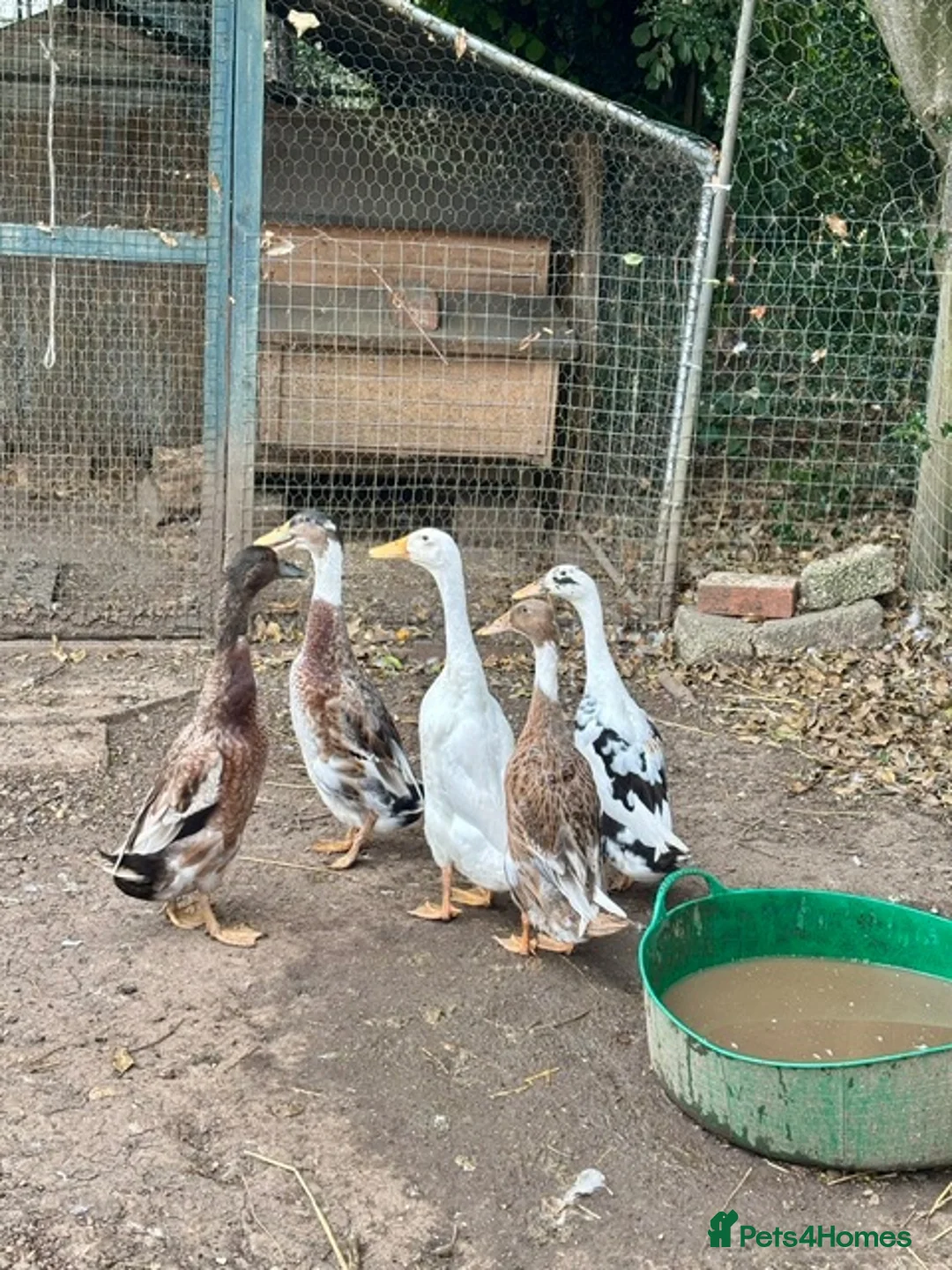 Ducks poultry for sale: Running Duck Drakes - Advert 4