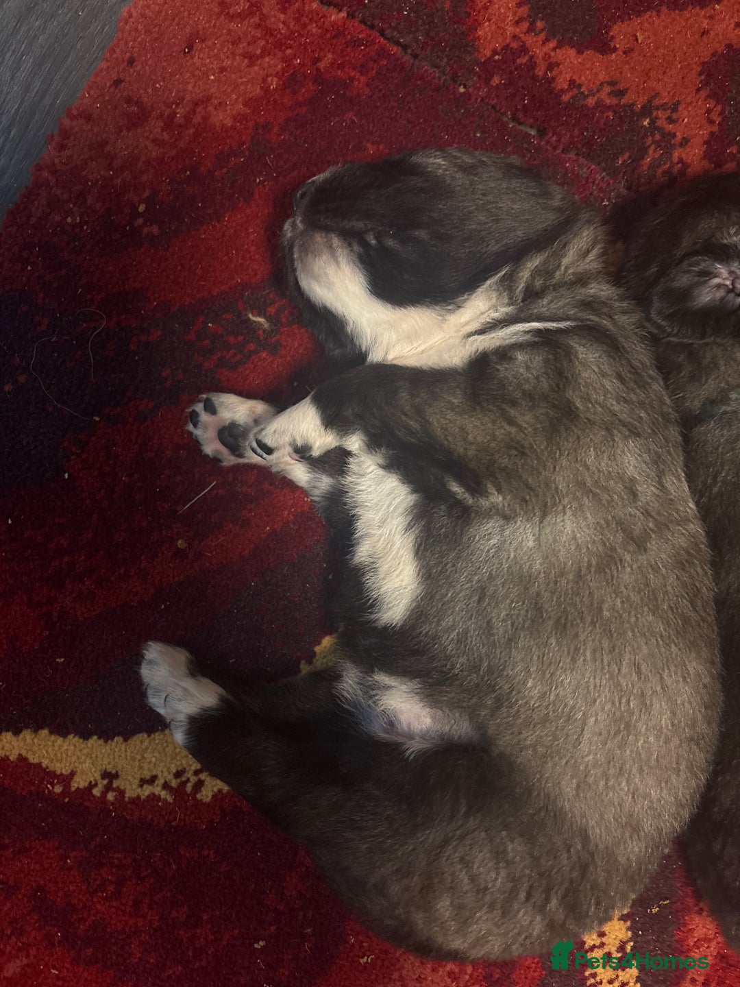 Caucasian Shepherd Dog dogs for sale: Caucasian Shepherds  - Advert 14