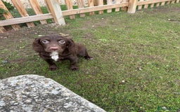Cocker Spaniel dogs for sale: Working cocker spaniels puppies  - Image 18