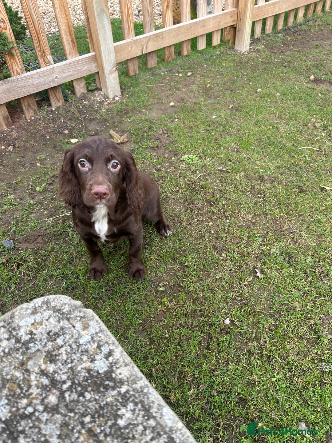 Cocker Spaniel dogs for sale: Working cocker spaniels puppies  - Image 18