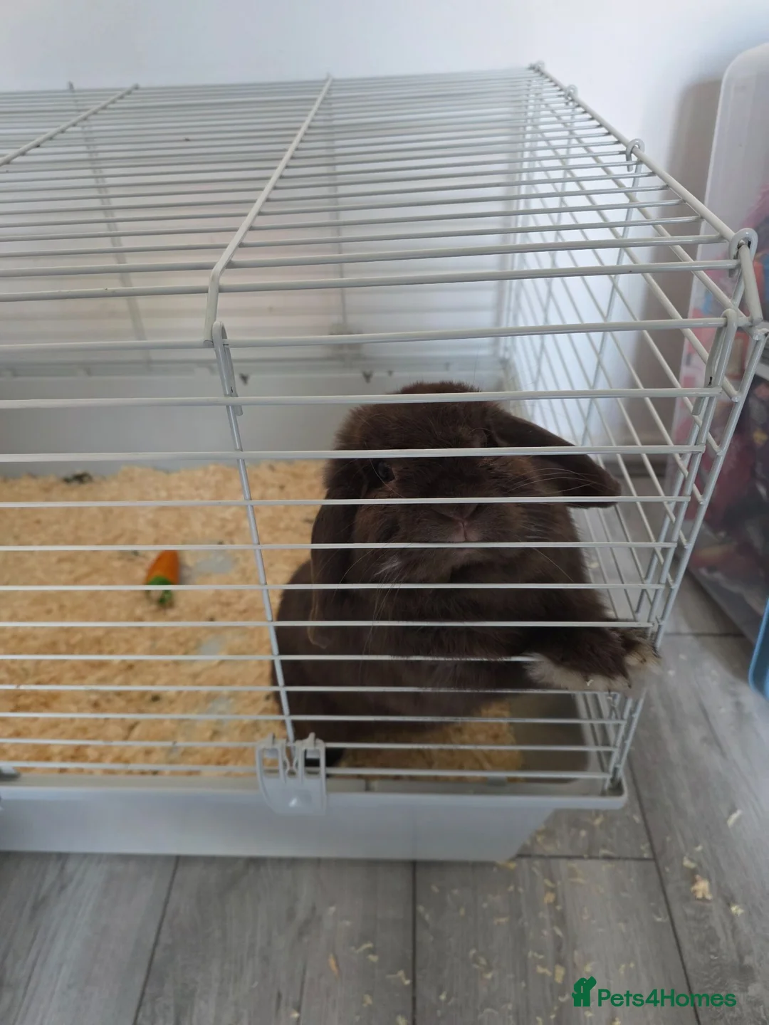 Mini Lop rabbits for sale: Rabbit and hutch in Stevenston - Advert 2