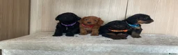 Cockapoo dogs for sale: F1 cockapoo puppy’s  - Advert 10