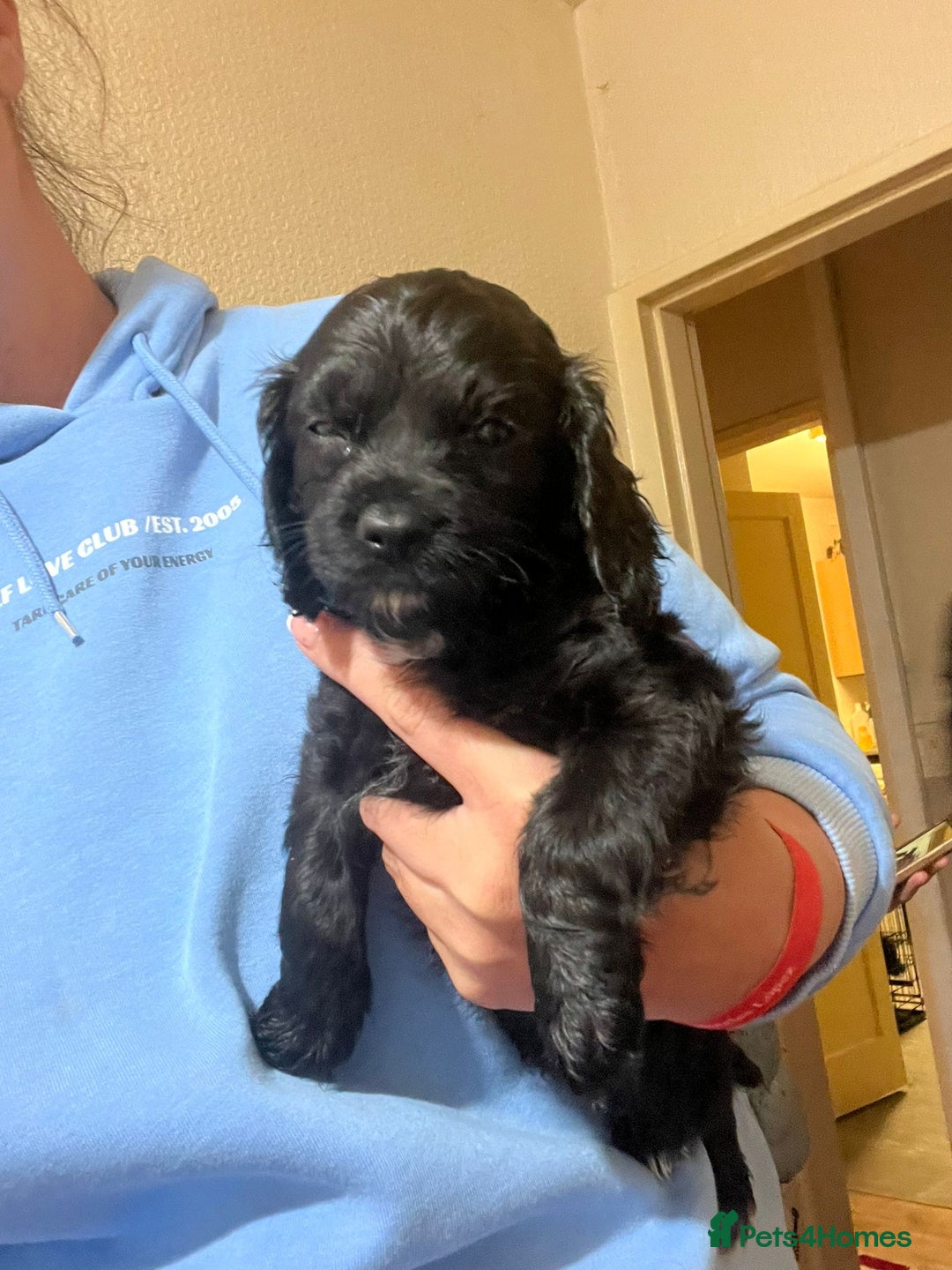 Cockapoo dogs for sale: 2 black stunning girls cockerpoos - Advert 11
