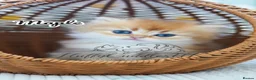 British Longhair cats for sale: TICA Exceptional Pedigree Golden British Kittens - Advert 8