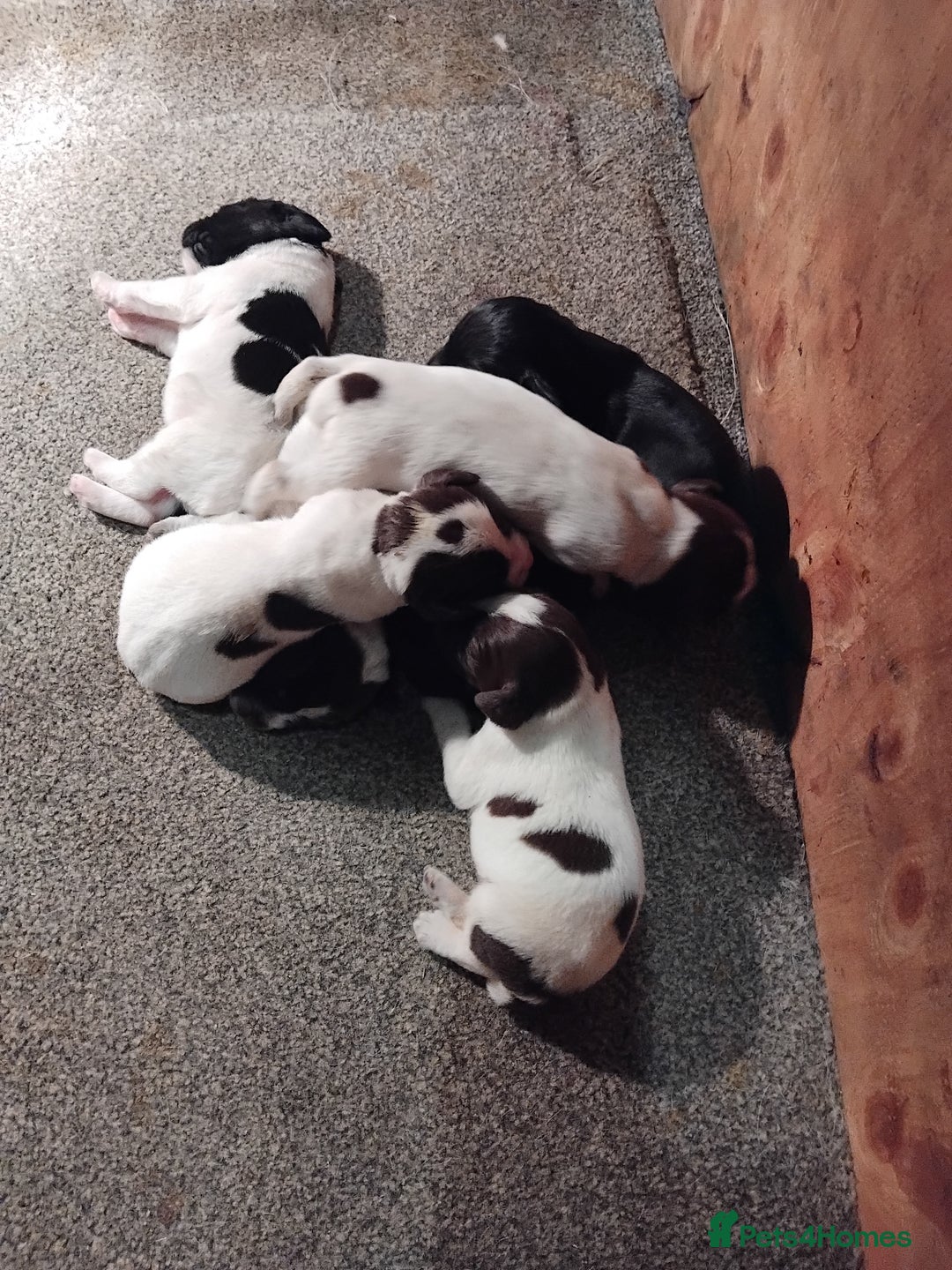 Mixed Breed dogs for sale: German Wirehaired Pointer x Springer Spaniel Pups - Advert 10