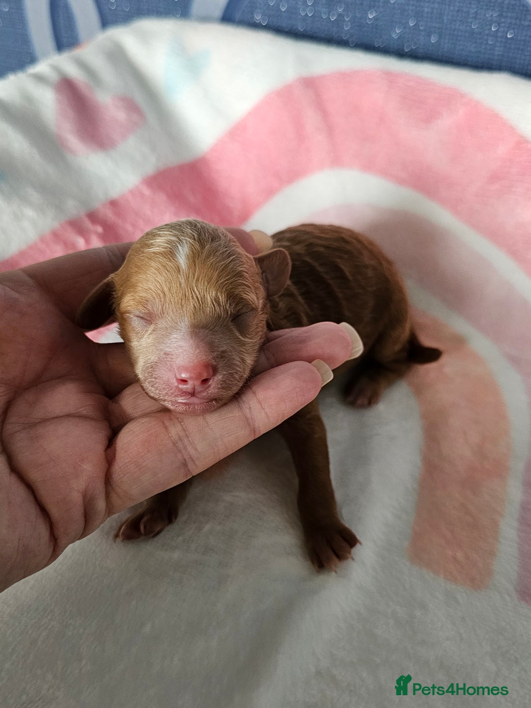 Miniature Poodle dogs for sale: Very well bred, health tested parents  - Image 13