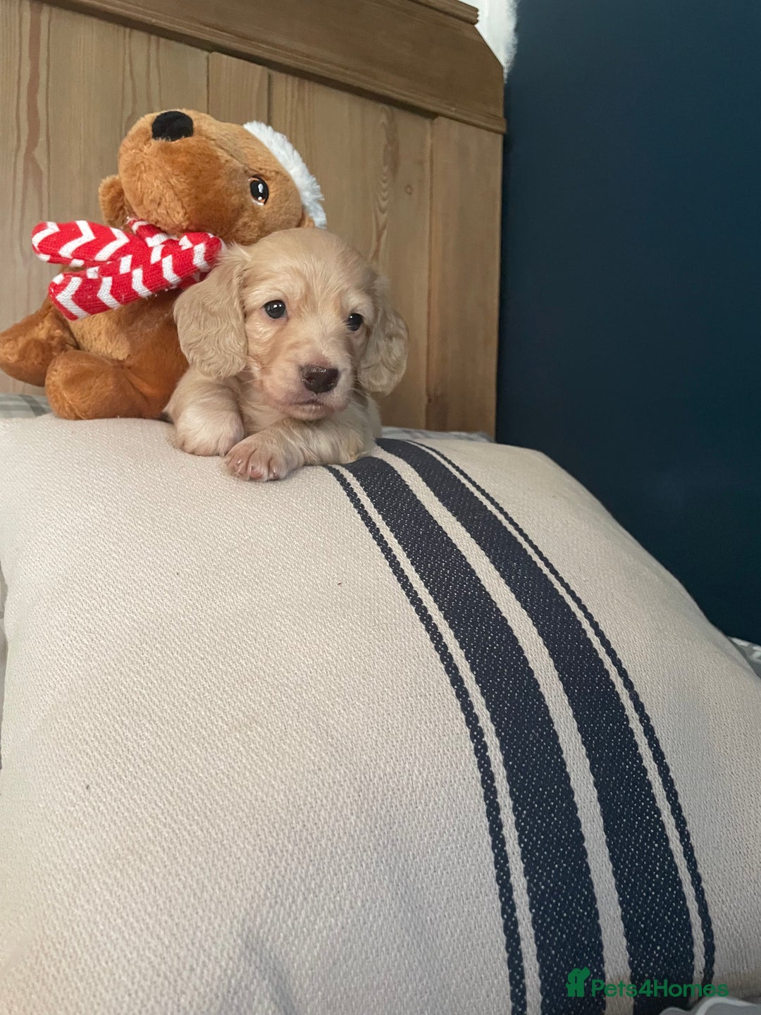 Miniature Dachshund dogs for sale: Highest quality champion line cream long haired  - Image 25
