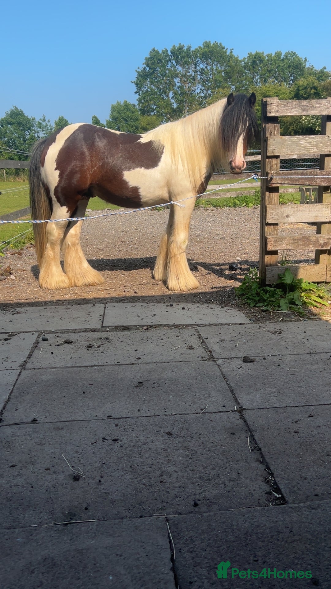 Irish Cob horses for sale: 2 year old 12hh cob - Image 6
