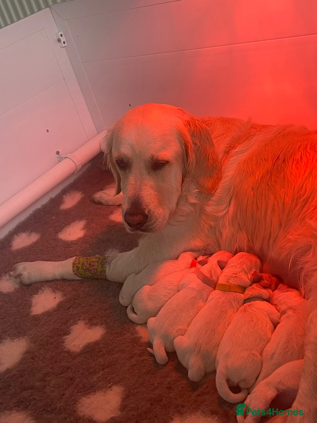 Golden Retriever dogs for sale: Light cream golden retrievers  - Advert 2