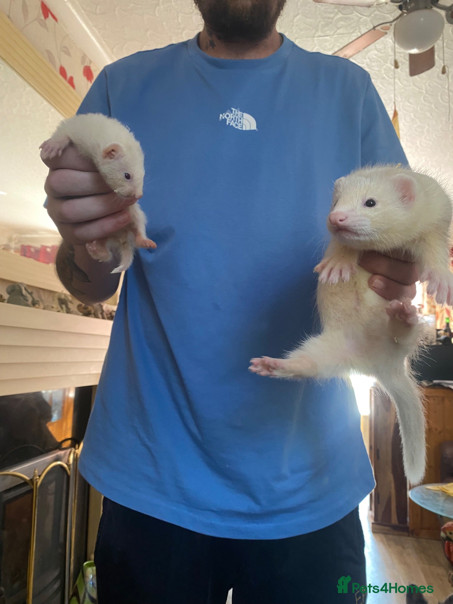 Ferret rodents Micro ferrets mixed  - Advert 2