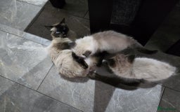 Ragdoll cats for sale: Beautiful fluffy Ragdolls / 2 boys left - Image 11
