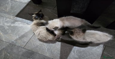 Ragdoll cats - Advert 5