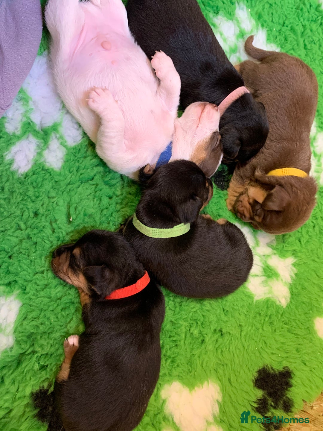 Jack Russell dogs for sale: Jack Russell Puppies  - Image 1