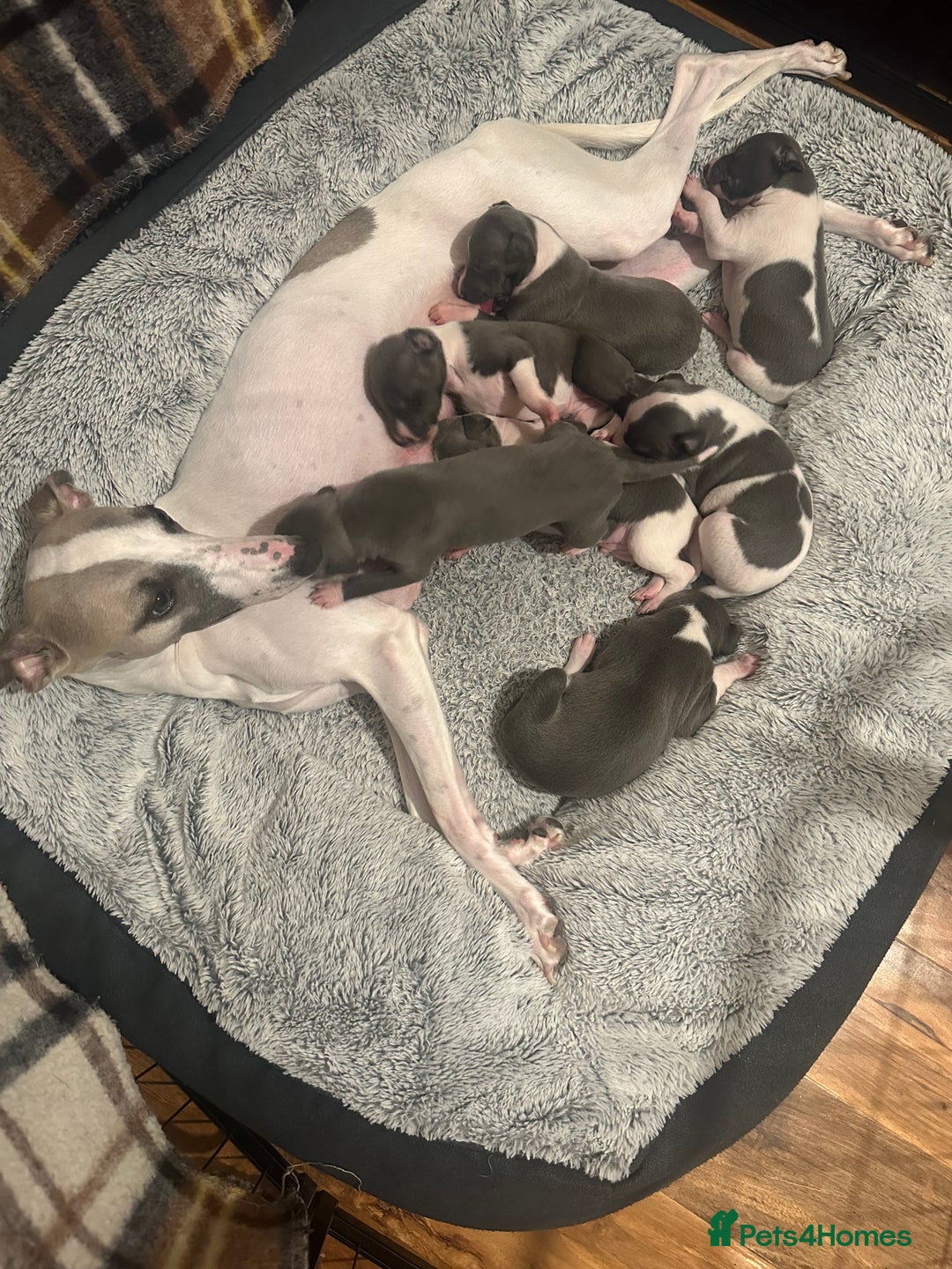 Mixed Breed dogs for sale: Whippet x Italian greyhound pups! READY NOW! - Image 9