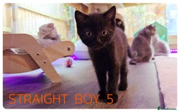 Scottish Fold cats for sale: SCOTTISH FOLD KITTENS ( DELIVERY  AVAILABLE) - Image 11