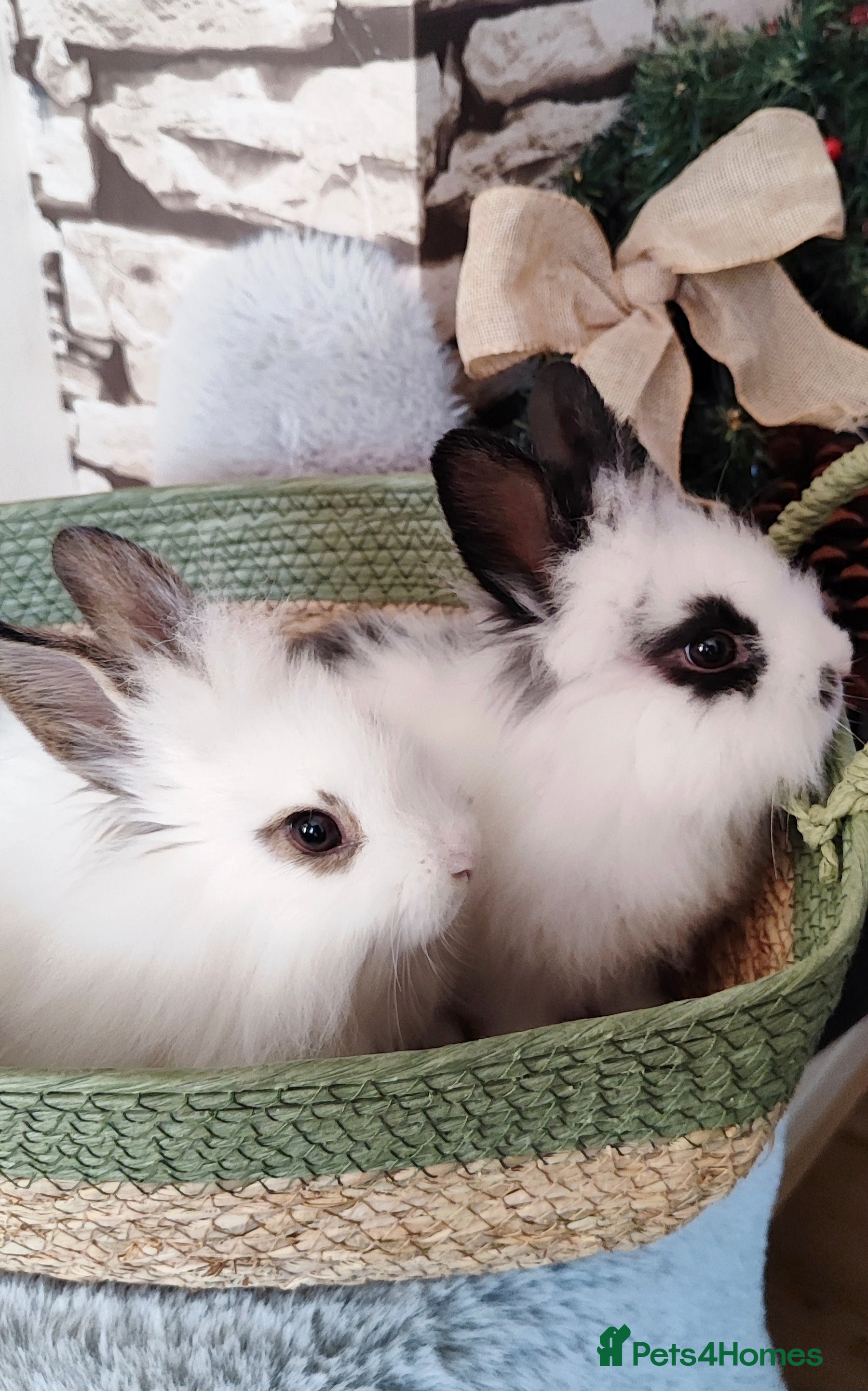 Mini Lion Lop rabbits Wonderful mini lion head lops - Advert 3