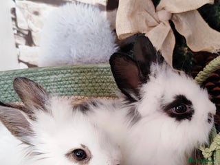 Mini Lion Lop rabbits Wonderful mini lion head lops - Advert 3