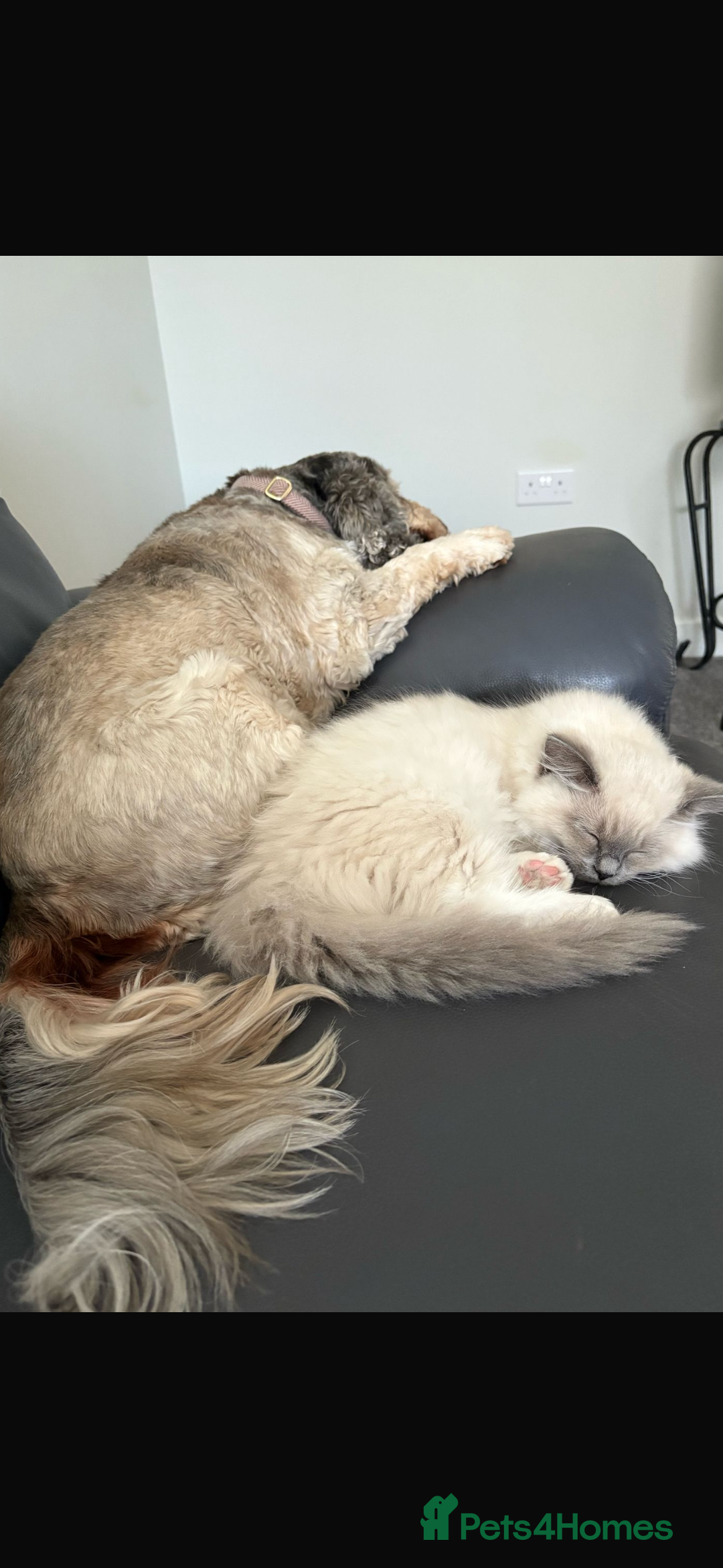 Ragdoll cats for sale: Beautiful Blue point Ragdoll girl  - Advert 2