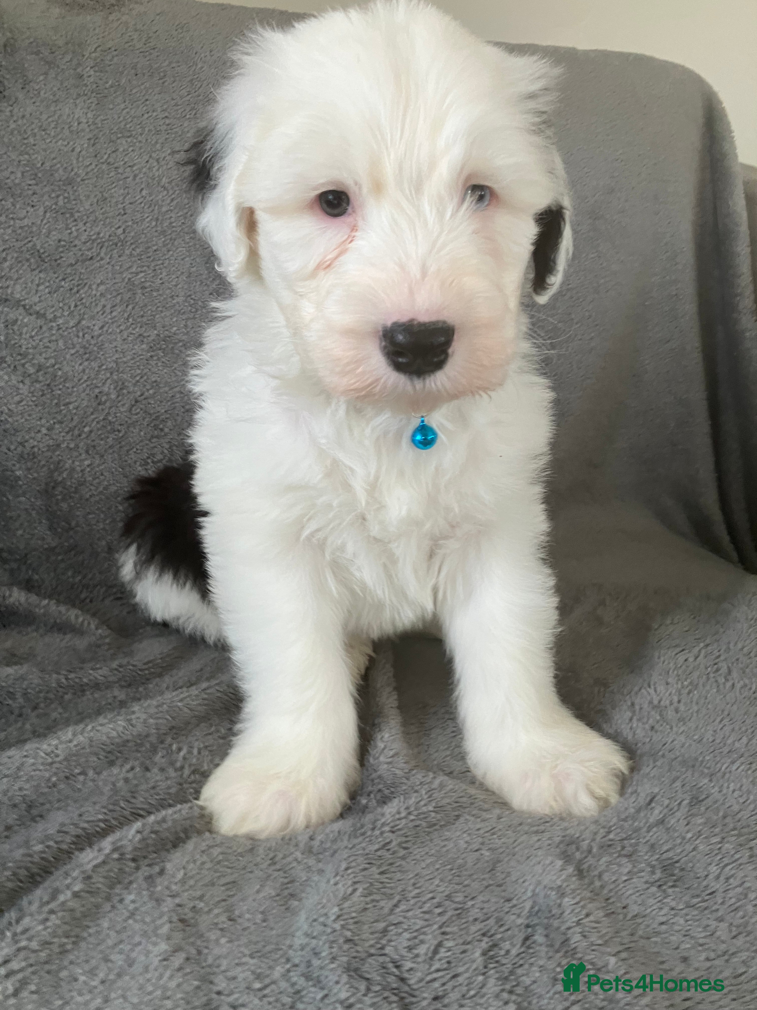 Old English Sheepdog dogs HEALTH TESTED OLD ENGLISH SHEEPDOG PUPPIES  - Advert 3