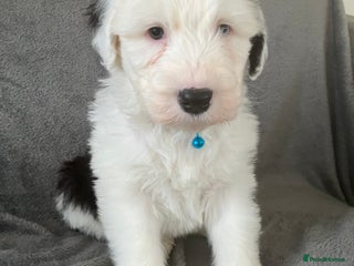 Old English Sheepdog dogs HEALTH TESTED OLD ENGLISH SHEEPDOG PUPPIES - Advert 3