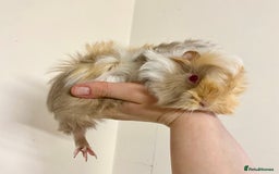 Guinea Pig rodents for sale: Long haired Guinea Pigs For Sale - Image 13