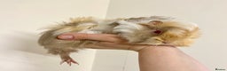Guinea Pig rodents for sale: Long haired Guinea Pigs For Sale - Advert 13