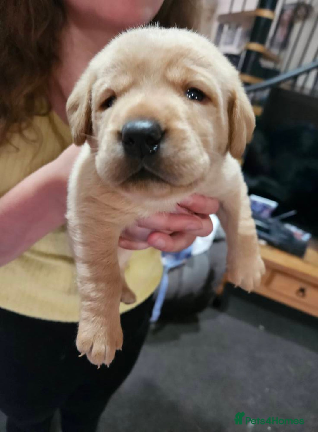 Labrador Retriever dogs for sale: KC Registered Pedigree Labrador Pups for Sale - Image 5
