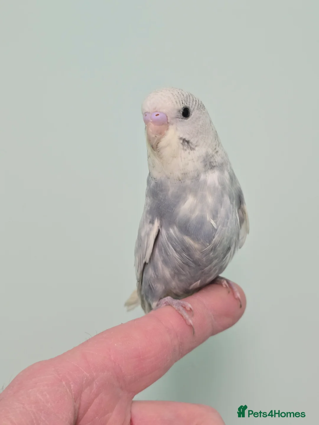 Budgerigars birds for sale: Breathtakingly Stunning Baby Budgies!!! - Advert 2