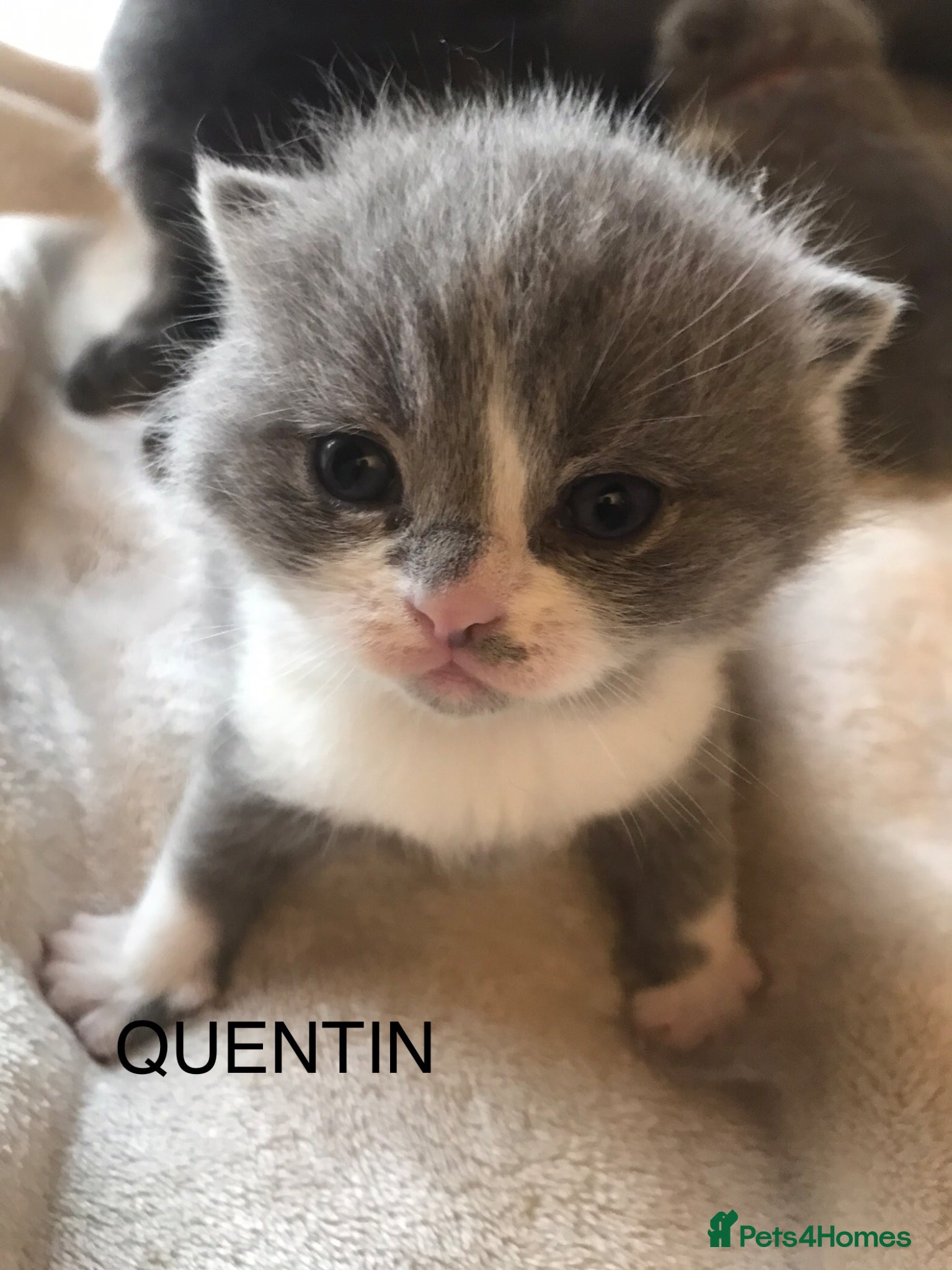 British Shorthair cats GCCF Registered Bi-colour Kitten - Advert 9