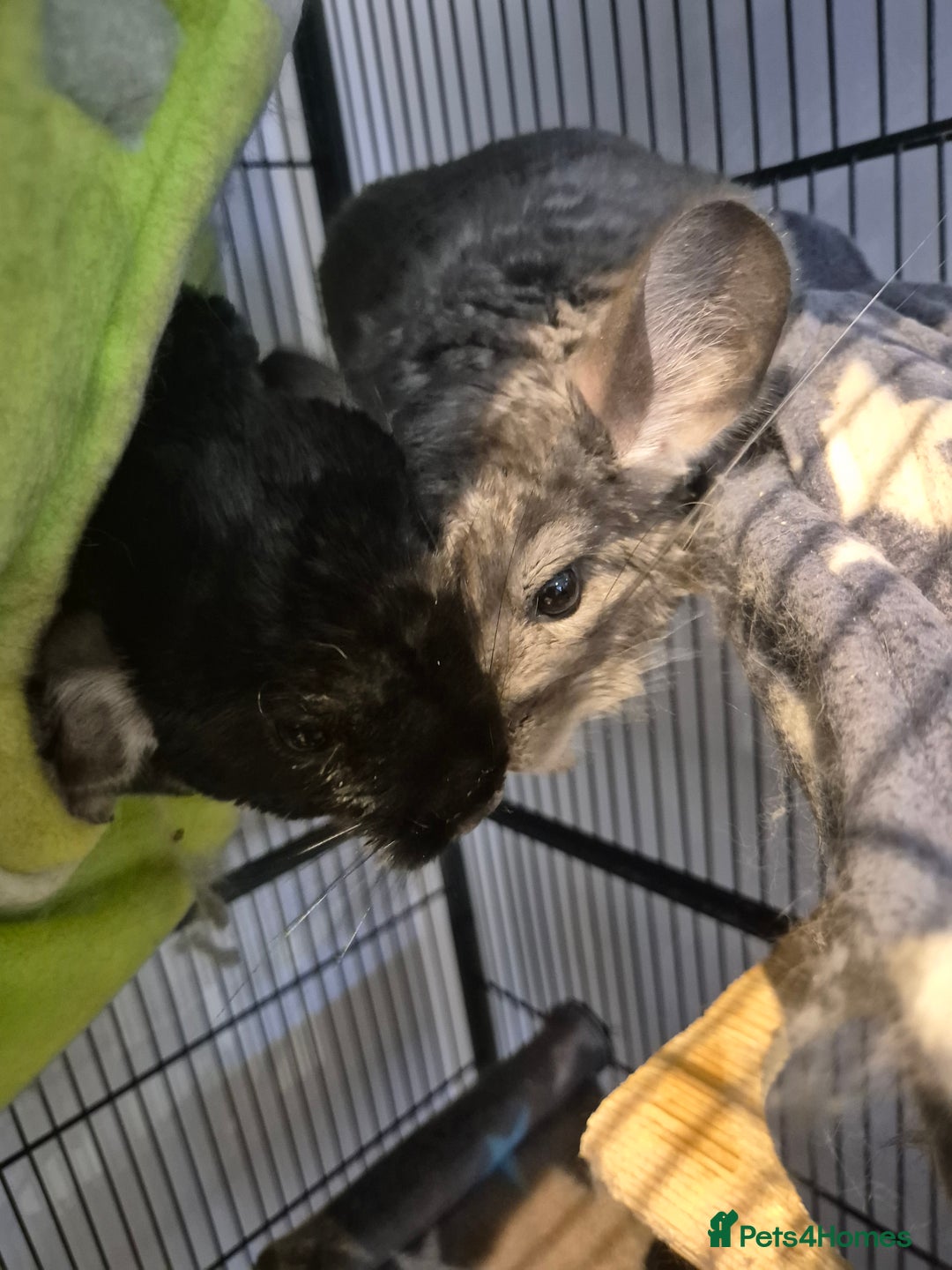 Chinchilla rodents for sale: Chinchillas - Image 3