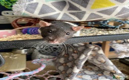 Rat rodents for sale: Female rats and cage for sale  - Image 6
