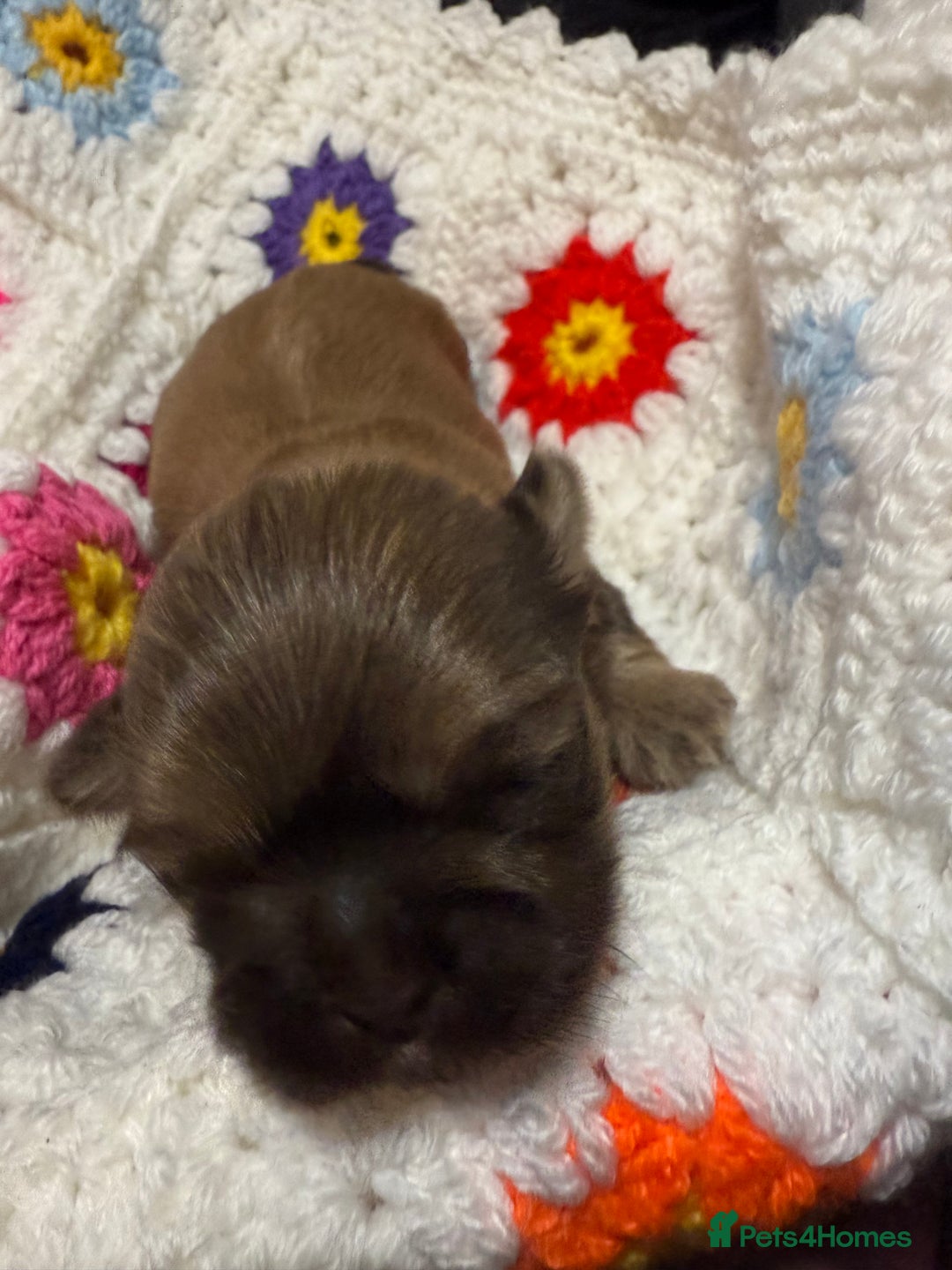 Shih Tzu dogs for sale: Super cute Shih tzu pups - Advert 18