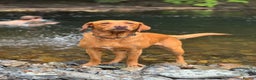 Labrador Retriever dogs for sale: Labrador Puppies  - Advert 1