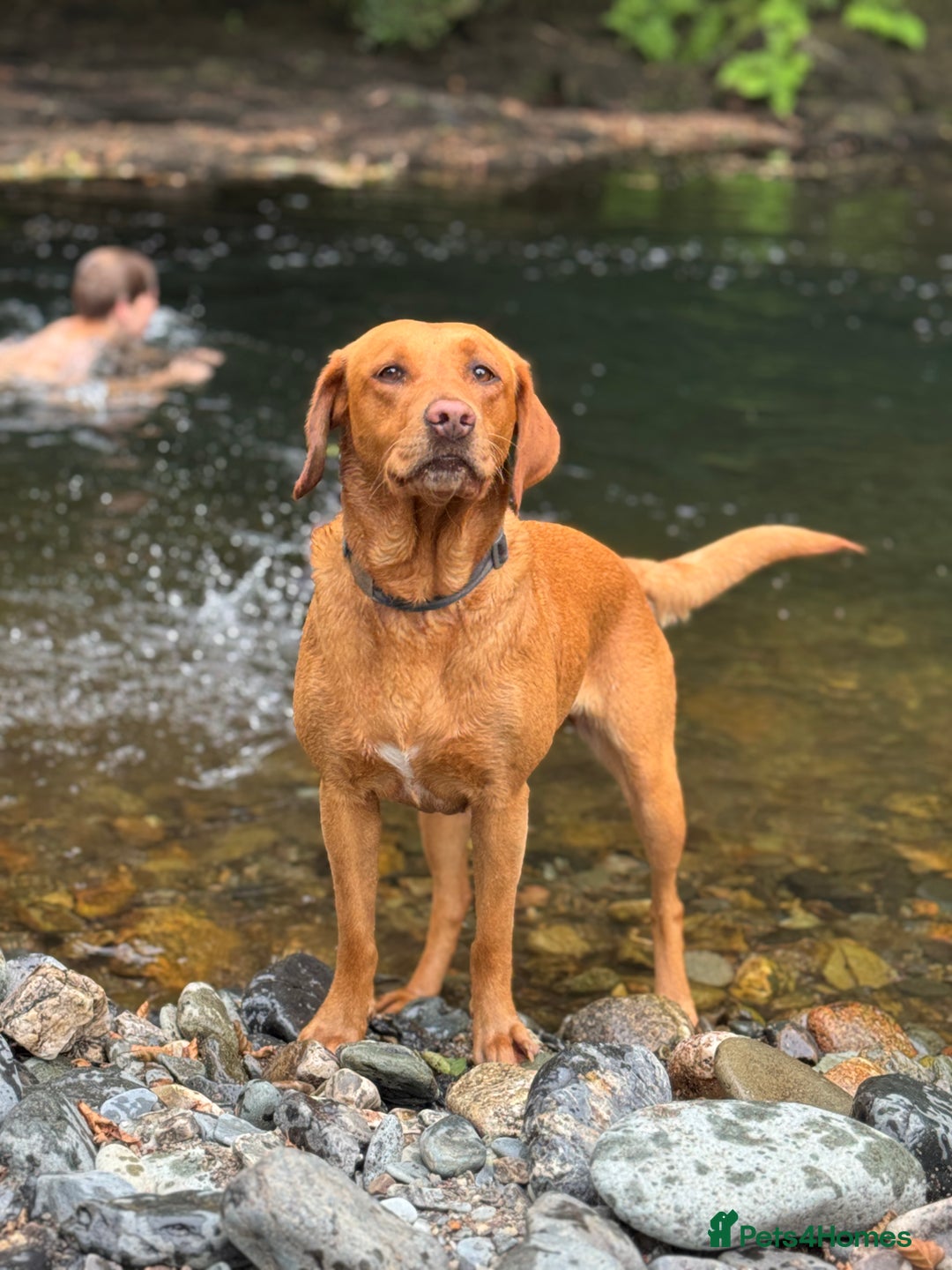 Labrador Retriever dogs for sale: Labrador Puppies  - Advert 1