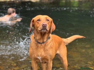 Labrador Retriever dogs Labrador Puppies - Advert 1