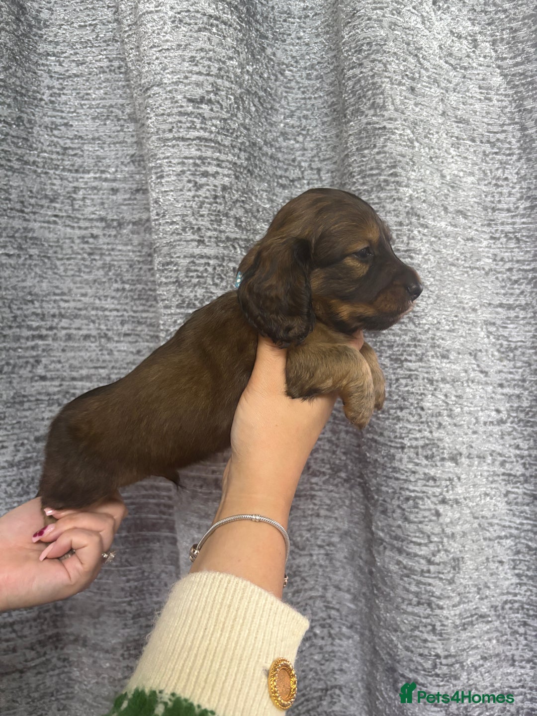 Miniature Dachshund dogs for sale: Amazing Champ Bloodlines Mini Dachshunds ✨ - Image 13