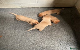Labrador Retriever dogs for sale: Fox Red Labrador Puppies  - Image 3