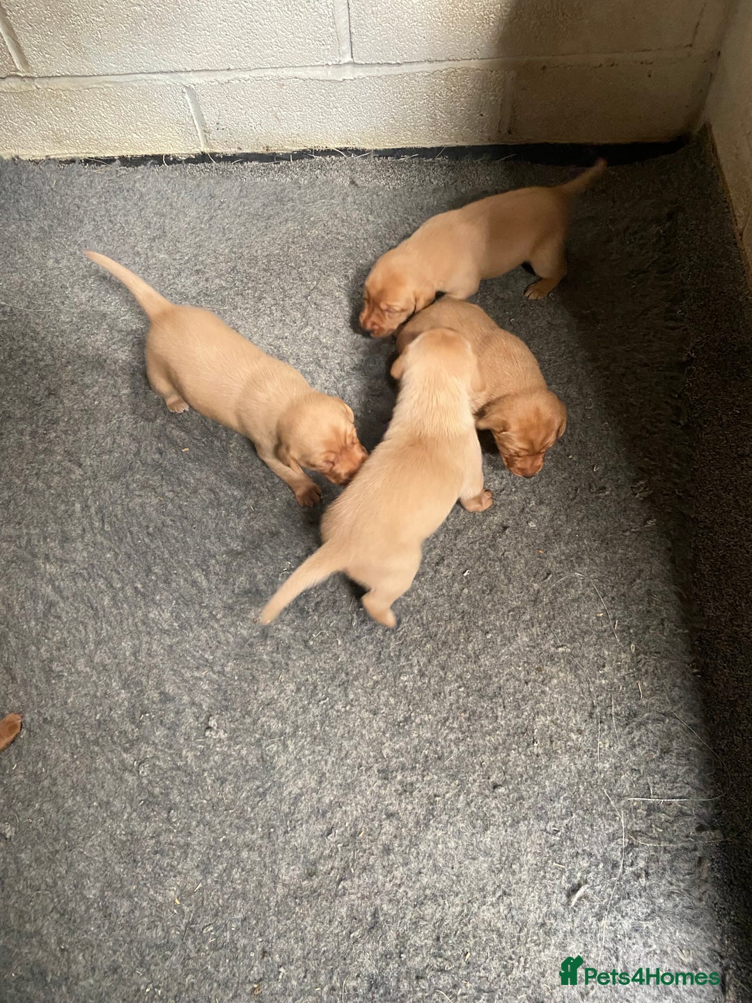 Labrador Retriever dogs for sale: Fox Red Labrador Puppies  - Image 3