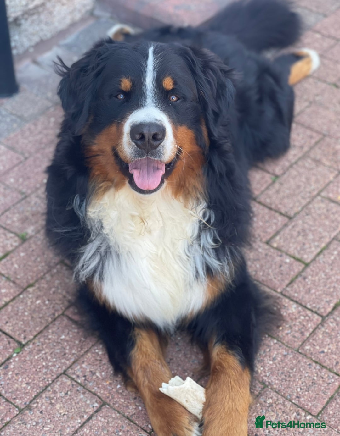 Bernese Mountain Dog dogs for stud: 🔥 CRUZ💥 TOP QUALITY BERNESE MOUNTAIN DOG STUD in Whitehaven - Image 5