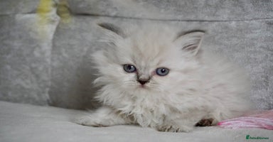 Scottish Fold cats - Advert 4