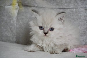 Scottish Fold cats - Advert 3