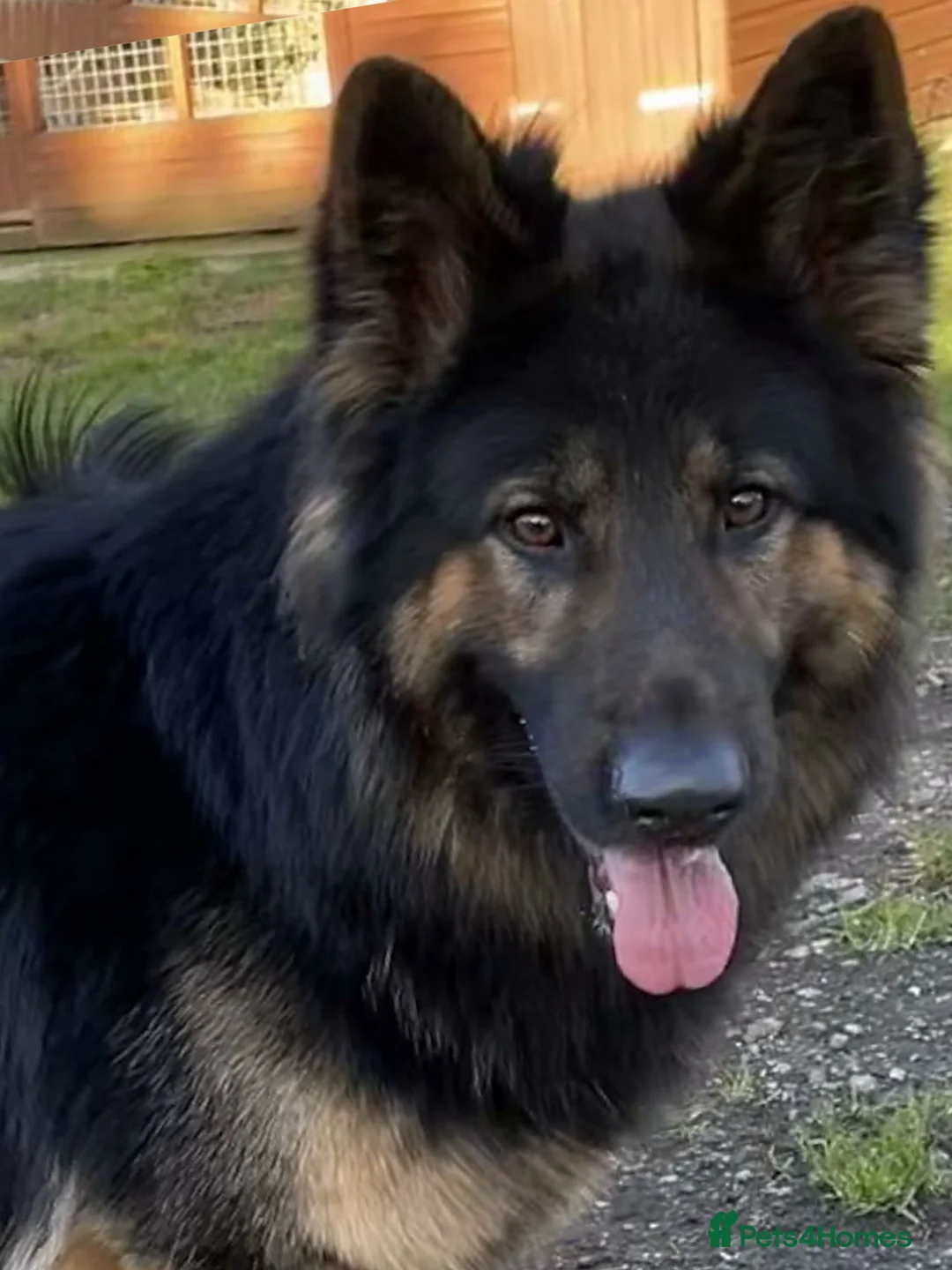 German Shepherd dogs for stud: KC Reg Shadow fully Health Tested at stud in Wisbech - Advert 9