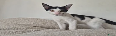 Domino