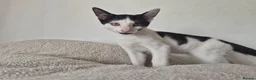 Mixed Breed cats for sale: Cheeky harlequin kittens - Advert 9