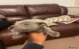 Staffordshire Bull Terrier dogs for sale: Blue Staffies For Sale - Image 11