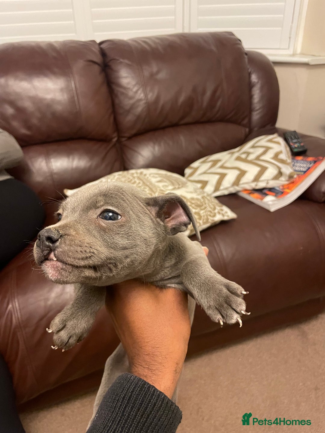 Staffordshire Bull Terrier dogs for sale: Blue Staffies For Sale - Image 11